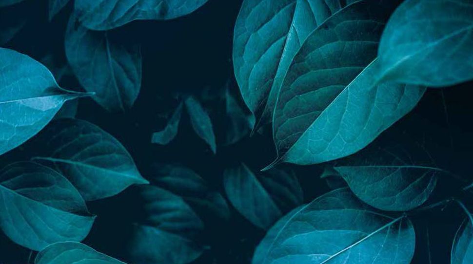 planta | hojas | azul | verde | naturaleza