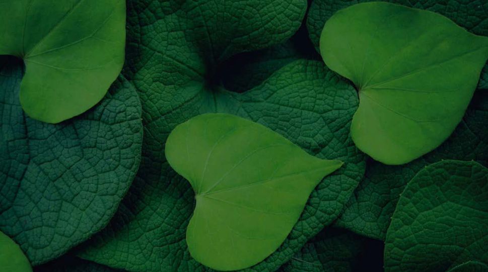 leaves | heart | green | nature | plant | sustainable